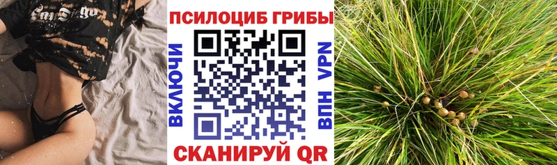 дарнет шоп  Кириши  Псилоцибиновые грибы мицелий 