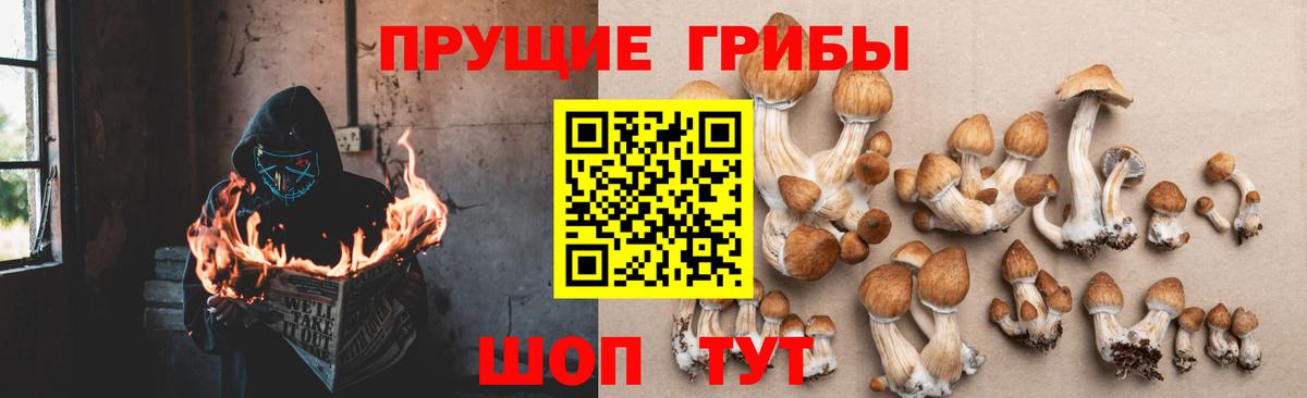 Кириши  Галлюциногенные грибы прущие грибы  Вход с VPN 